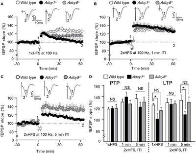 Ca2+-stimulated ADCY1 and ADCY8 regulate distinct aspects of synaptic and cognitive flexibility